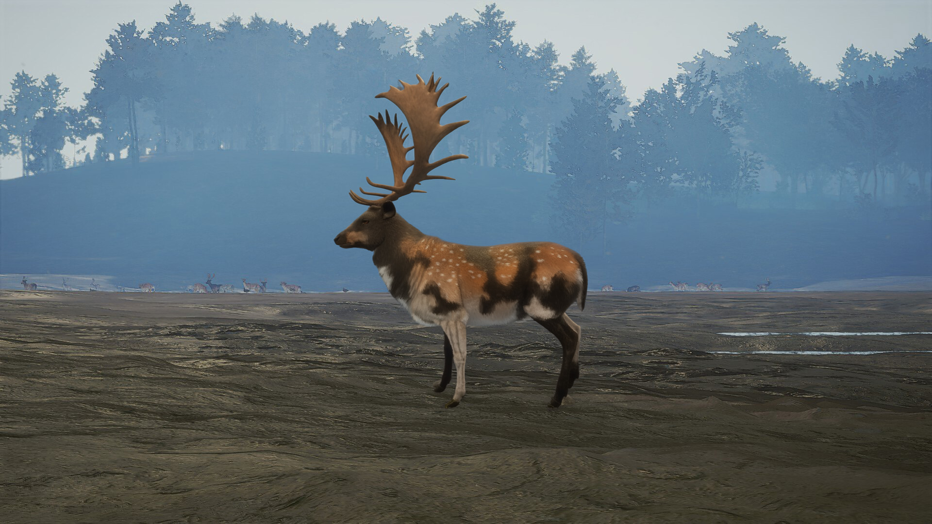 Fallow deer trophy poster example