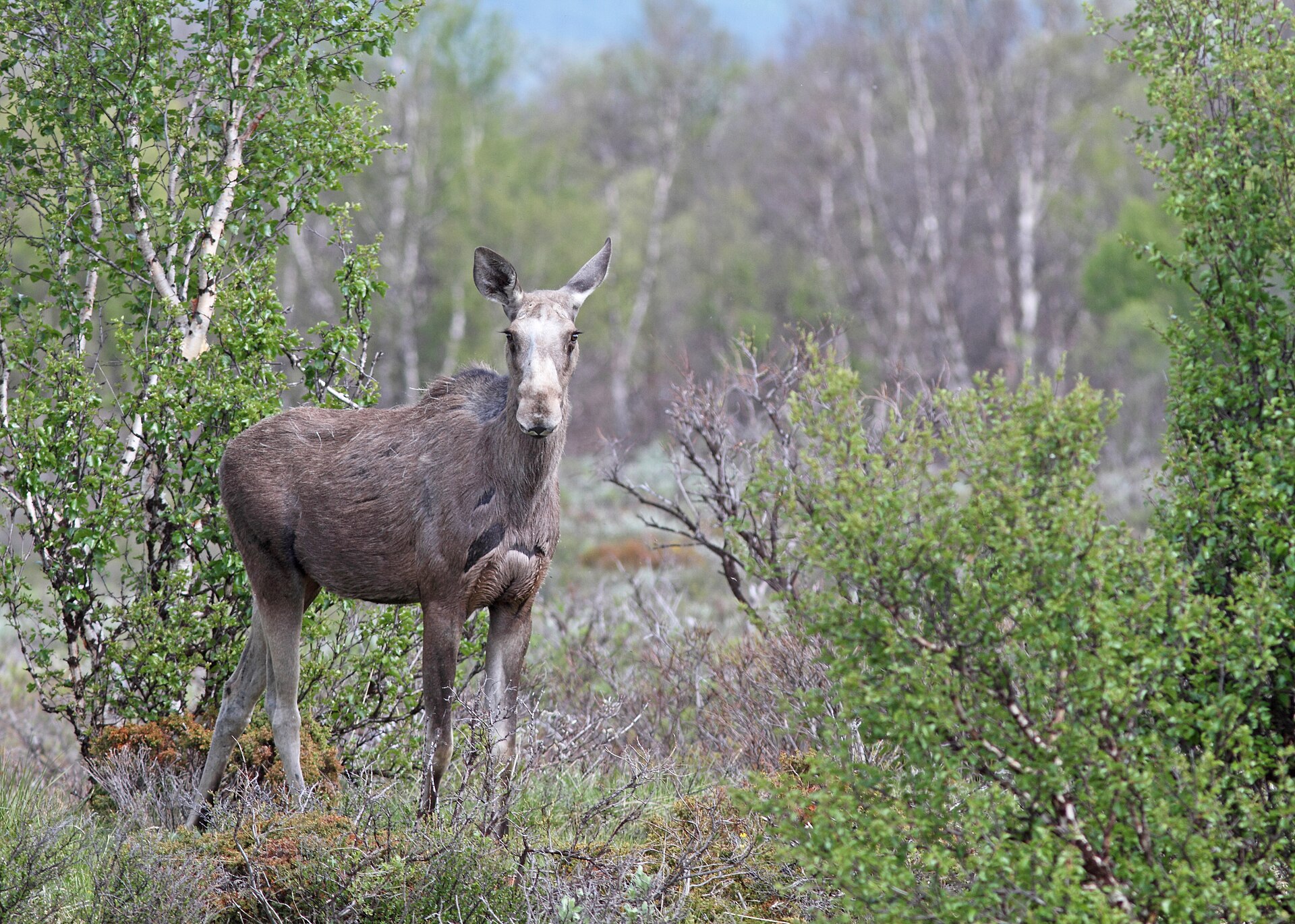Real-world trophy photograph example