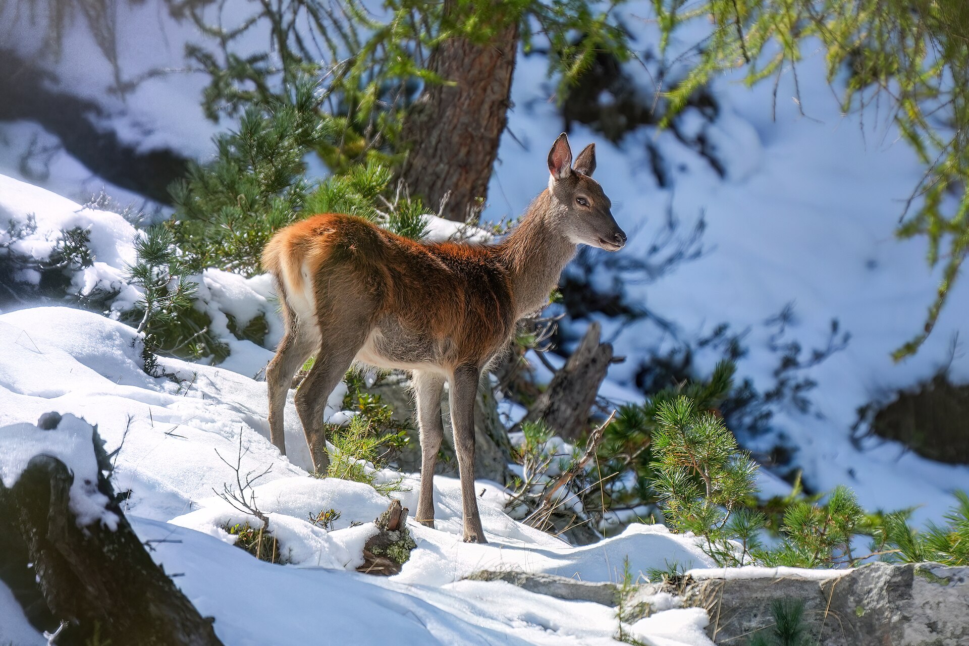 Red Deer trophy photograph