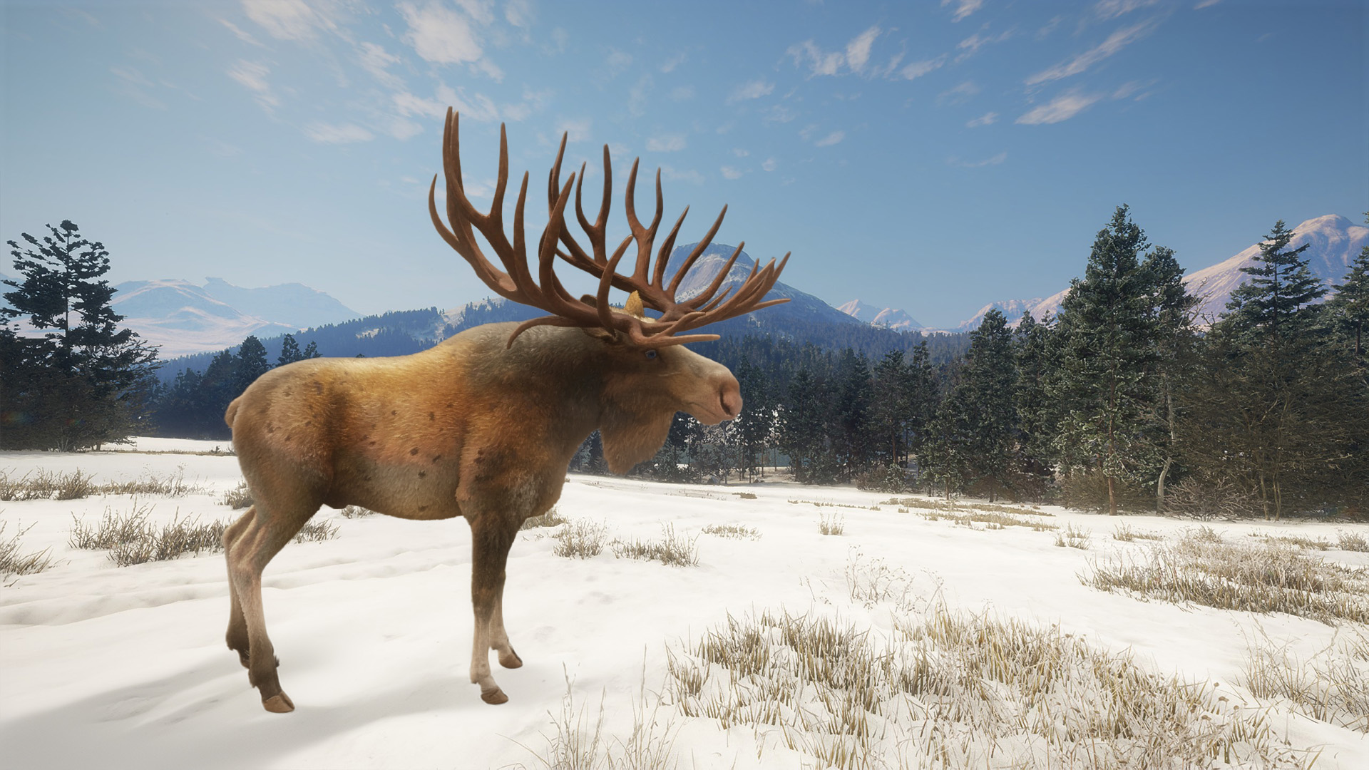 Finished personalised moose trophy poster
